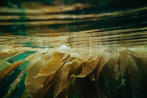 FAO Fisheries Report
