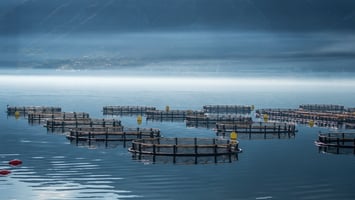 Leveraging AI for Aquaculture Models